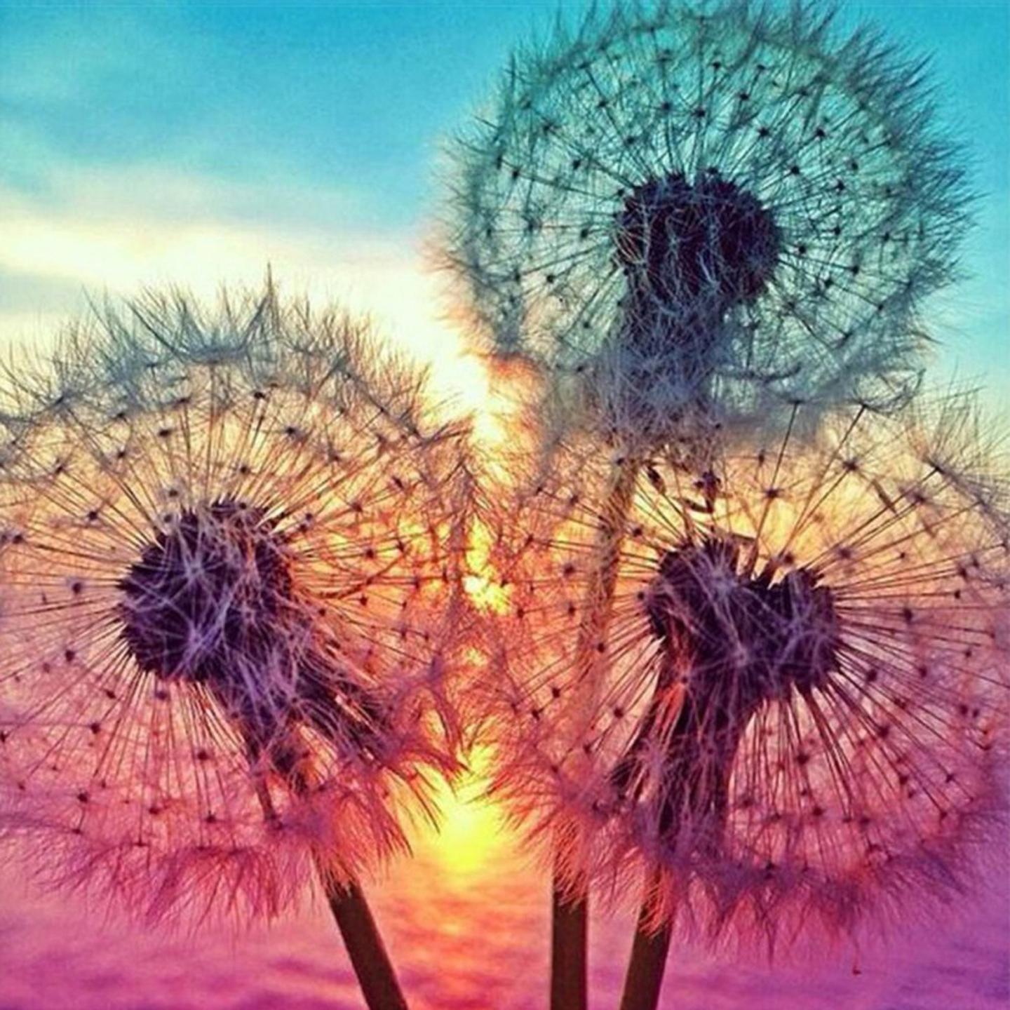 Dandelion  MyCraftsGfit - Free 5D Diamond Painting mycraftsgift.com