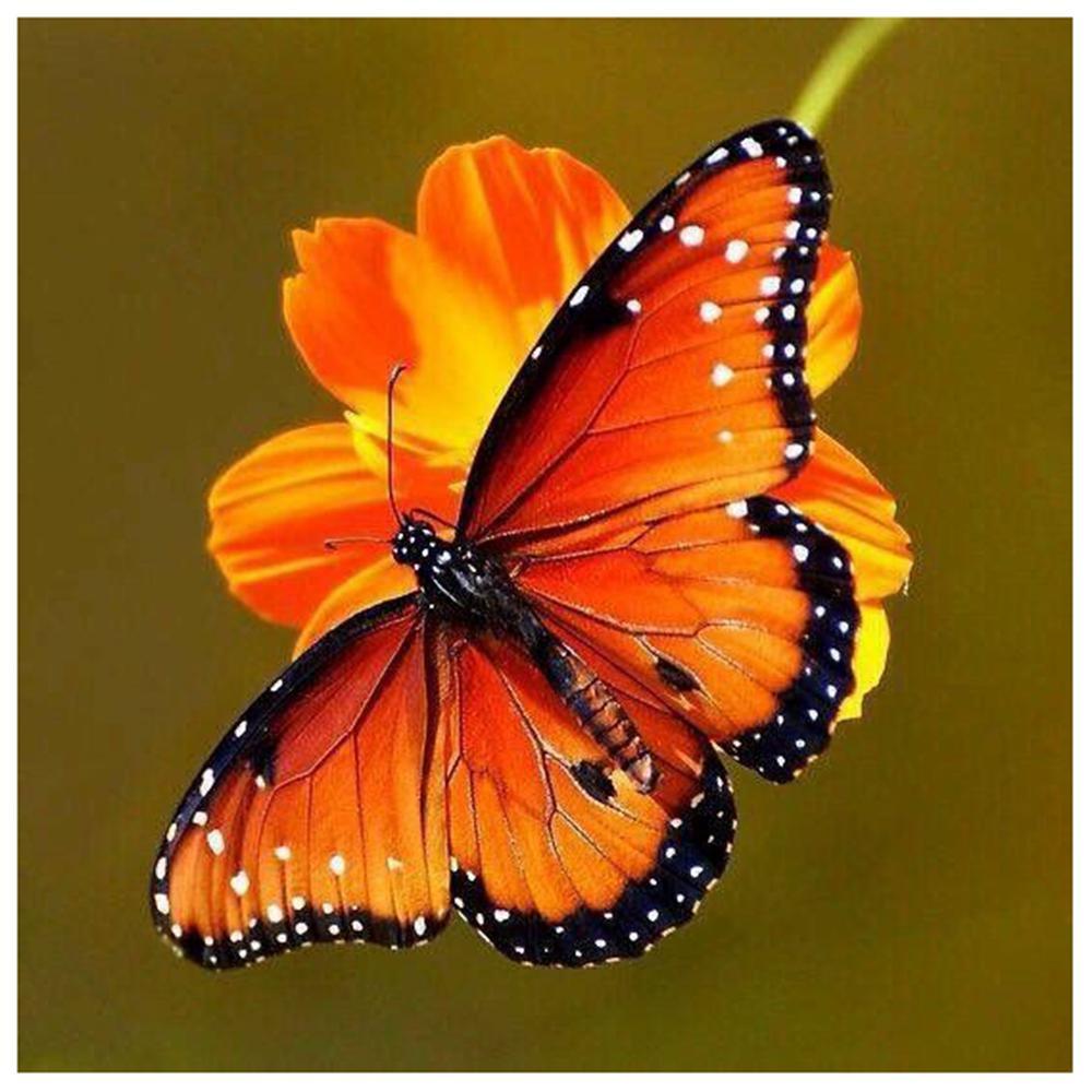 Free Butterfly - MyCraftsGfit - Free 5D Diamond Painting