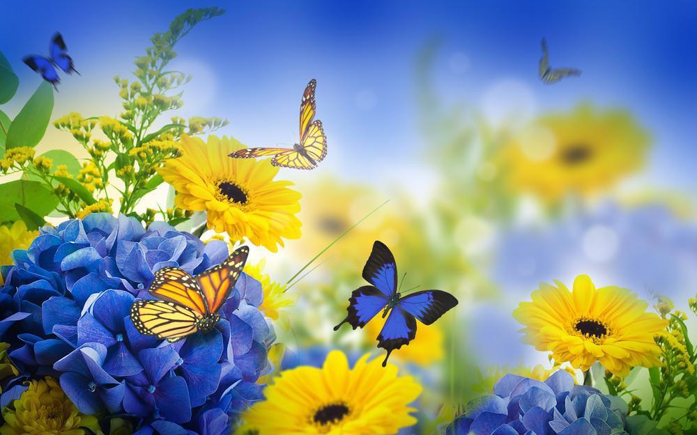 Free Butterfly - MyCraftsGfit - Free 5D Diamond Painting