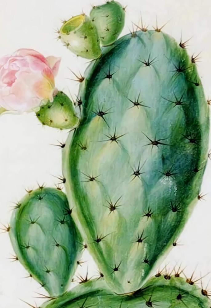 Free Cactus - MyCraftsGfit - Free 5D Diamond Painting