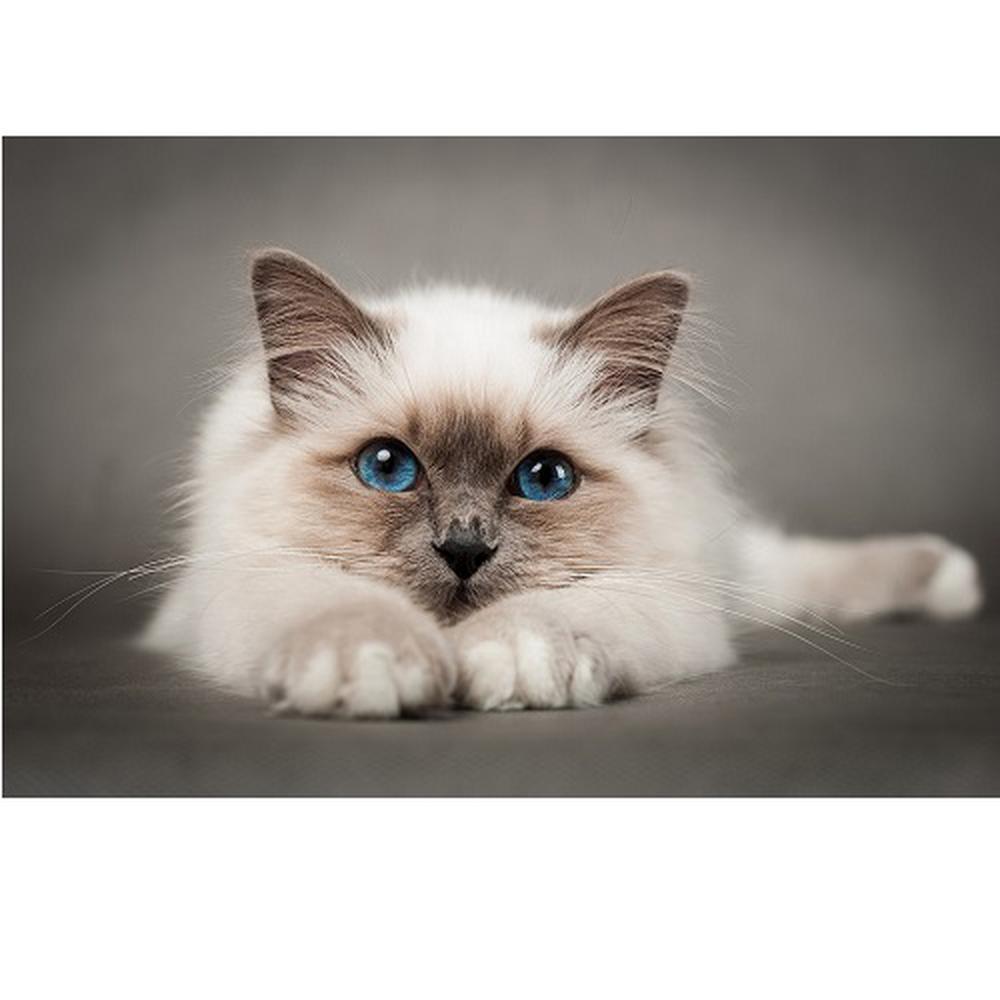 Free Cat - MyCraftsGfit - Free 5D Diamond Painting