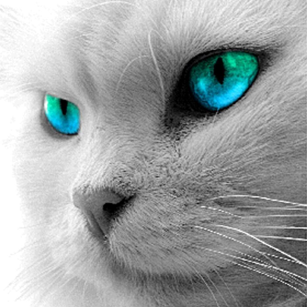 Free Cat - MyCraftsGfit - Free 5D Diamond Painting