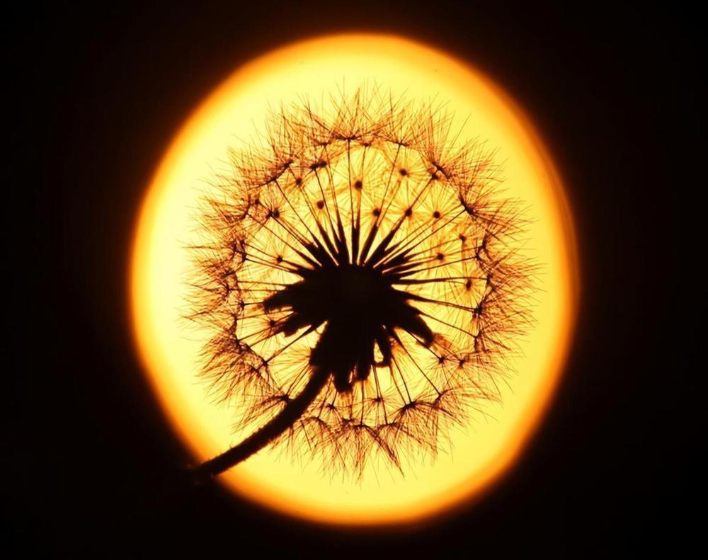 Free Dandelion - MyCraftsGfit - Free 5D Diamond Painting