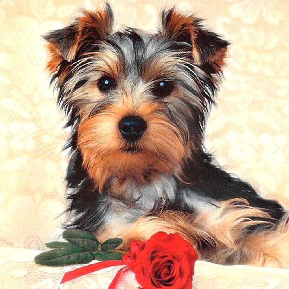 Free Dog - MyCraftsGfit - Free 5D Diamond Painting