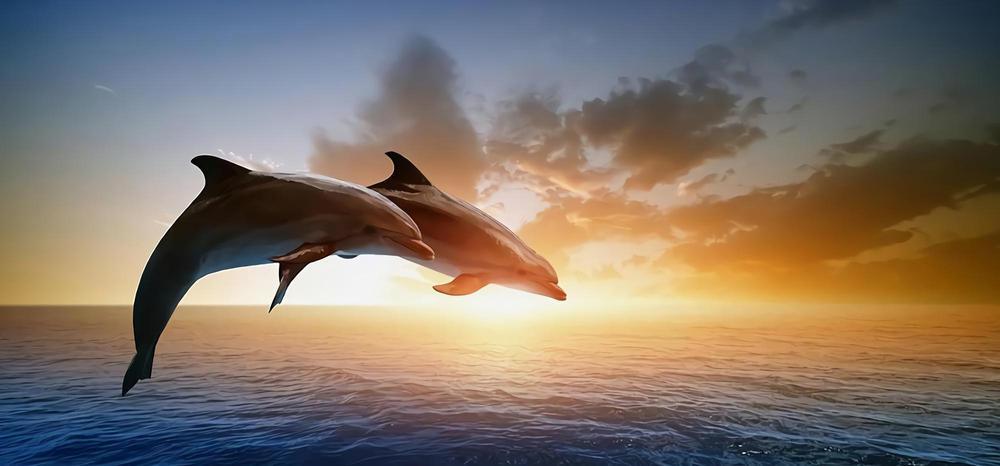 Free Dolphin - MyCraftsGfit - Free 5D Diamond Painting