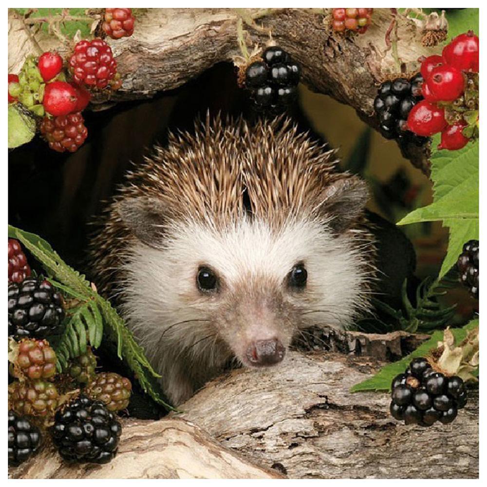 Free Hedgehog - MyCraftsGfit - Free 5D Diamond Painting