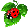 Ladybug on Leaf - MyCraftsGfit - Free 5D Diamond Painting