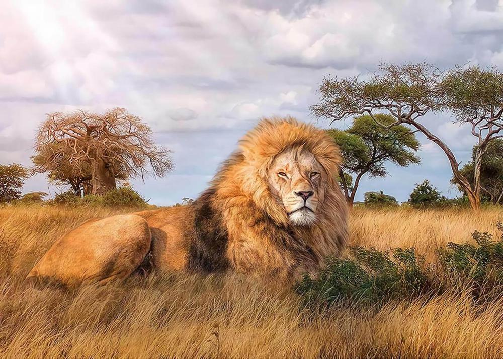 Free Lion - MyCraftsGfit - Free 5D Diamond Painting