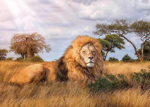 Free Lion - MyCraftsGfit - Free 5D Diamond Painting