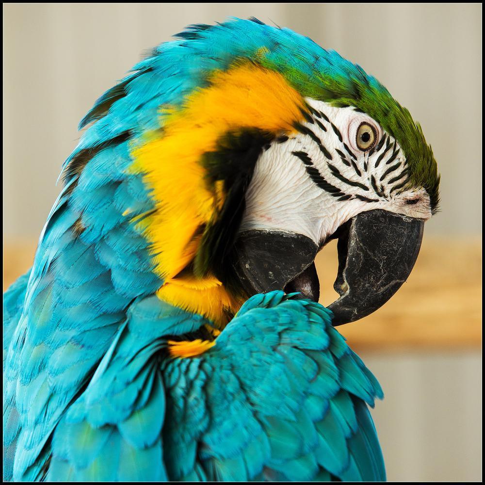 Free Parrot - MyCraftsGfit - Free 5D Diamond Painting