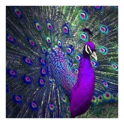 Free Peacock - MyCraftsGfit - Free 5D Diamond Painting