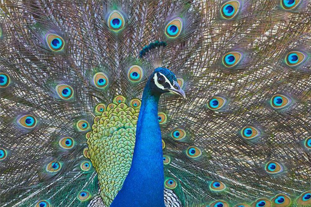 Free Peacock - MyCraftsGfit - Free 5D Diamond Painting