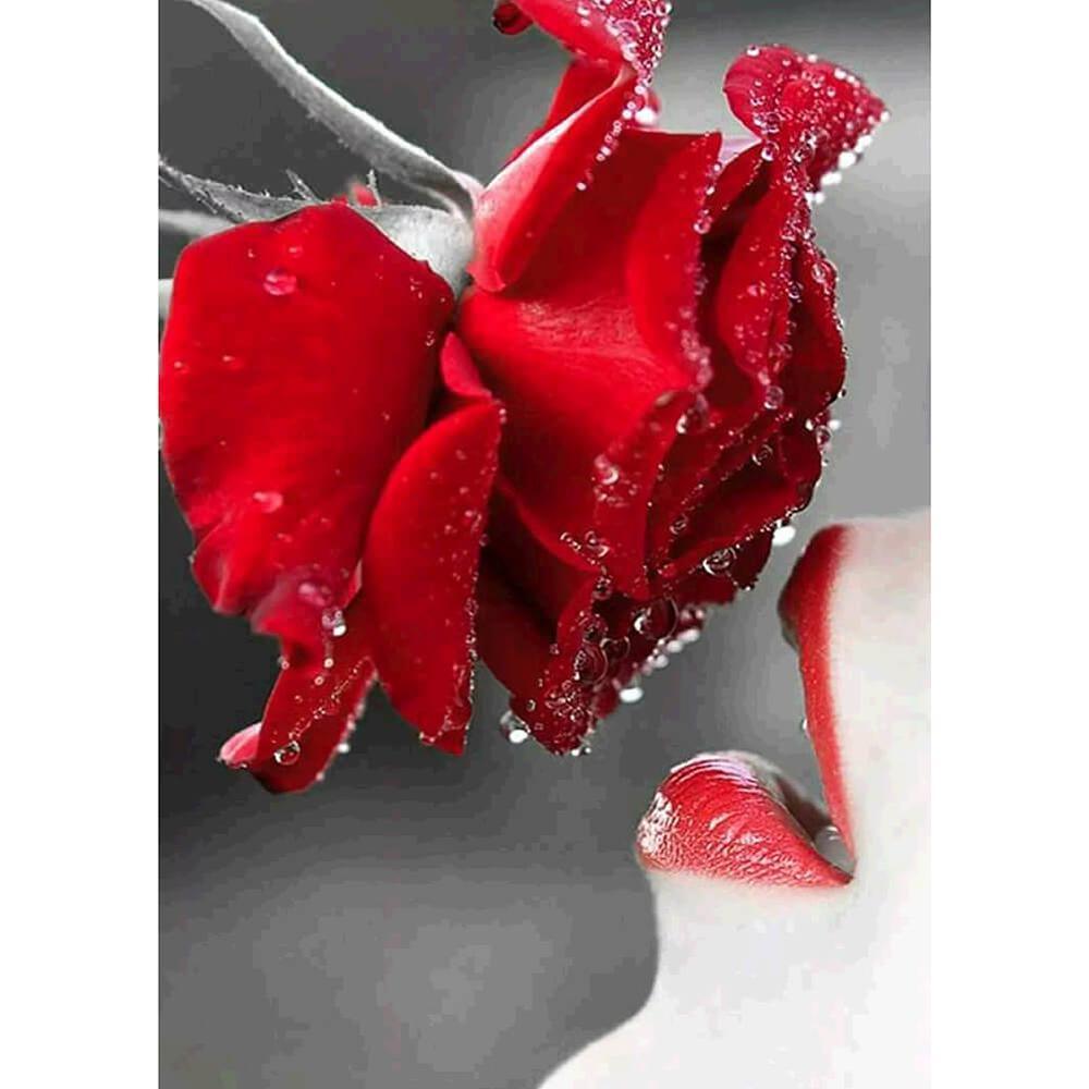 Free Rose - MyCraftsGfit - Free 5D Diamond Painting