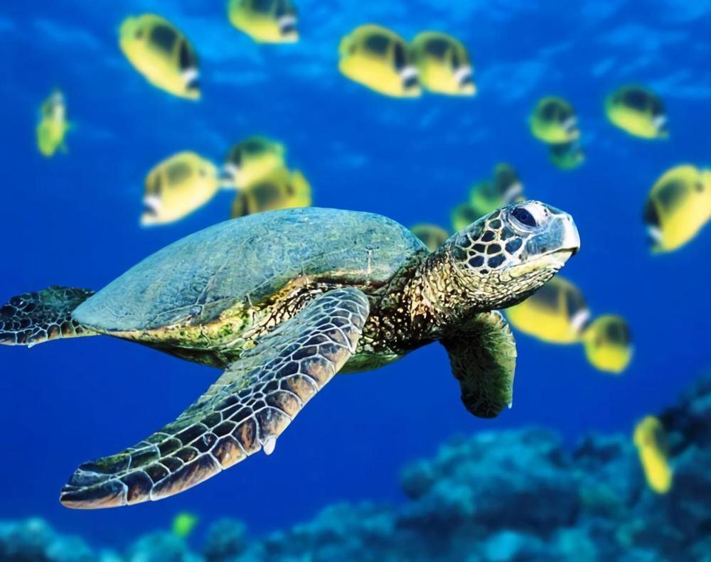 Free Sea Turtles - MyCraftsGfit - Free 5D Diamond Painting