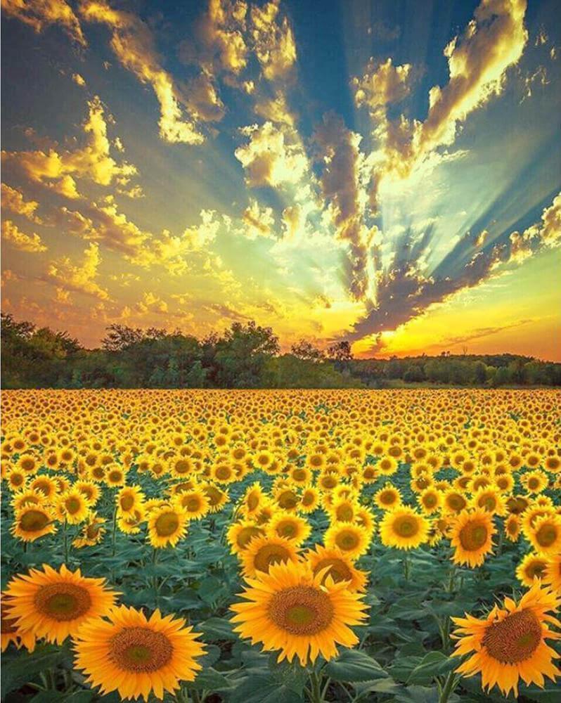 Free Sunflower - MyCraftsGfit - Free 5D Diamond Painting