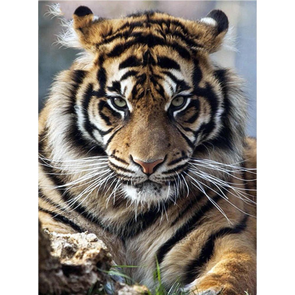 Free Tiger - MyCraftsGfit - Free 5D Diamond Painting