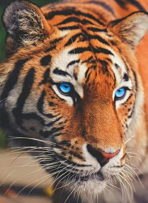 Free Tiger - MyCraftsGfit - Free 5D Diamond Painting