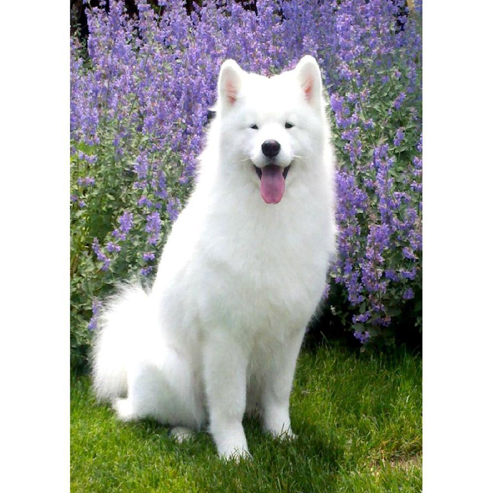 Free White Dog - MyCraftsGfit - Free 5D Diamond Painting