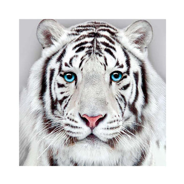 White Tiger Free 5D Diamond Painting Kits MyCraftsGfit - Free 5D Diamond Painting mycraftsgift.com