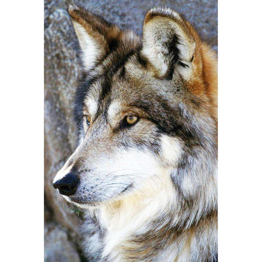 Wolf - MyCraftsGfit - Free 5D Diamond Painting